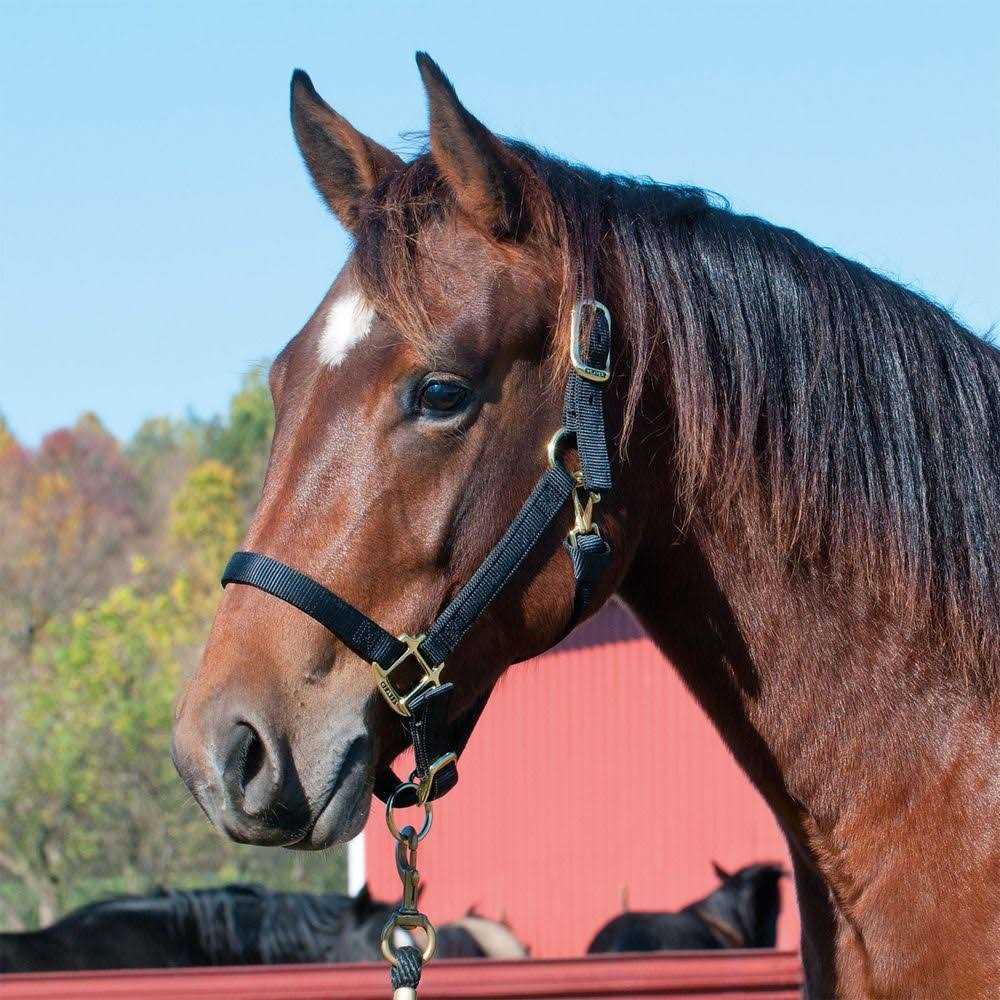 Weaver Adjustable Halter - Image 5