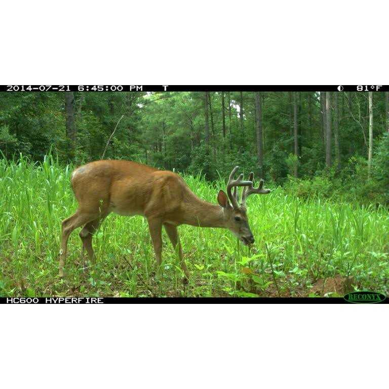 Tecomate Lablab Plus - Image 3