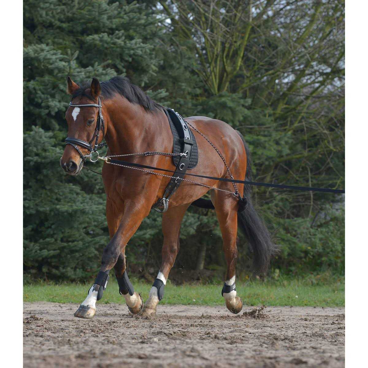 Waldhausen Lunging System - Image 3